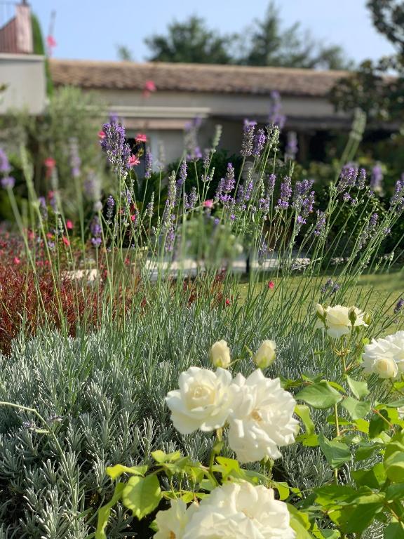 Residence Melody - Adult only - 11