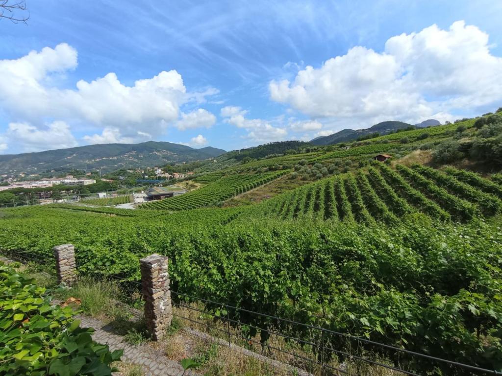 uitzicht op een wijngaard met bergen op de achtergrond bij Al VIgneto in Sestri Levante