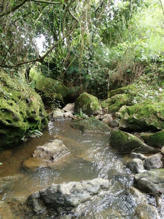 a stream of water with rocks in a forest at CASA CAMPESTRE COMPLETa in Barbosa