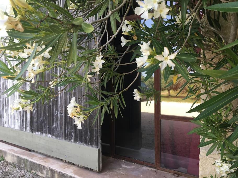 a tree with white flowers in front of a fence at Gite des amis Domaine de Mas Caron in Caromb