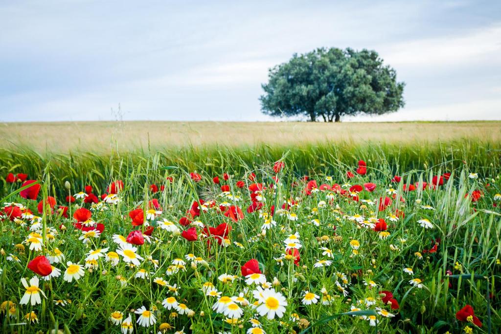 un campo de flores con un árbol en el fondo en Agro-Turismo do ROXO, en Santa Vitória