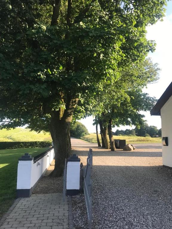a tree and two benches next to a road at Den Hvide Farm in Skanderborg