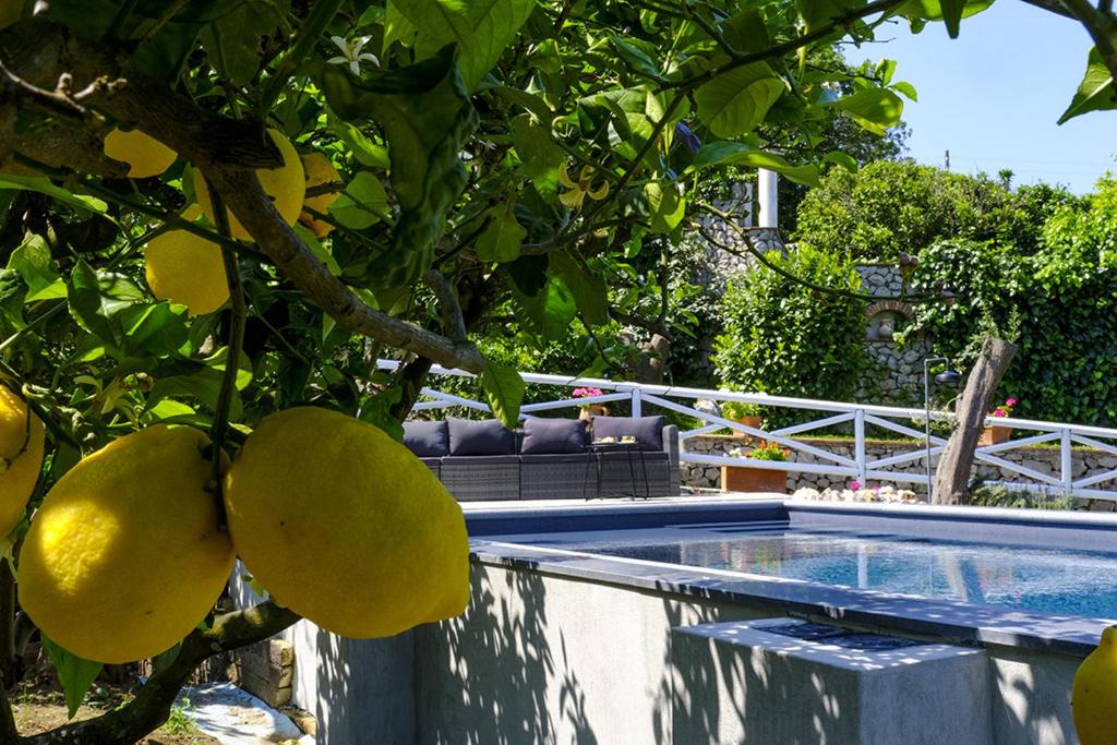 a tree with yellow fruit next to a swimming pool at Relais Villa Anna in Anacapri