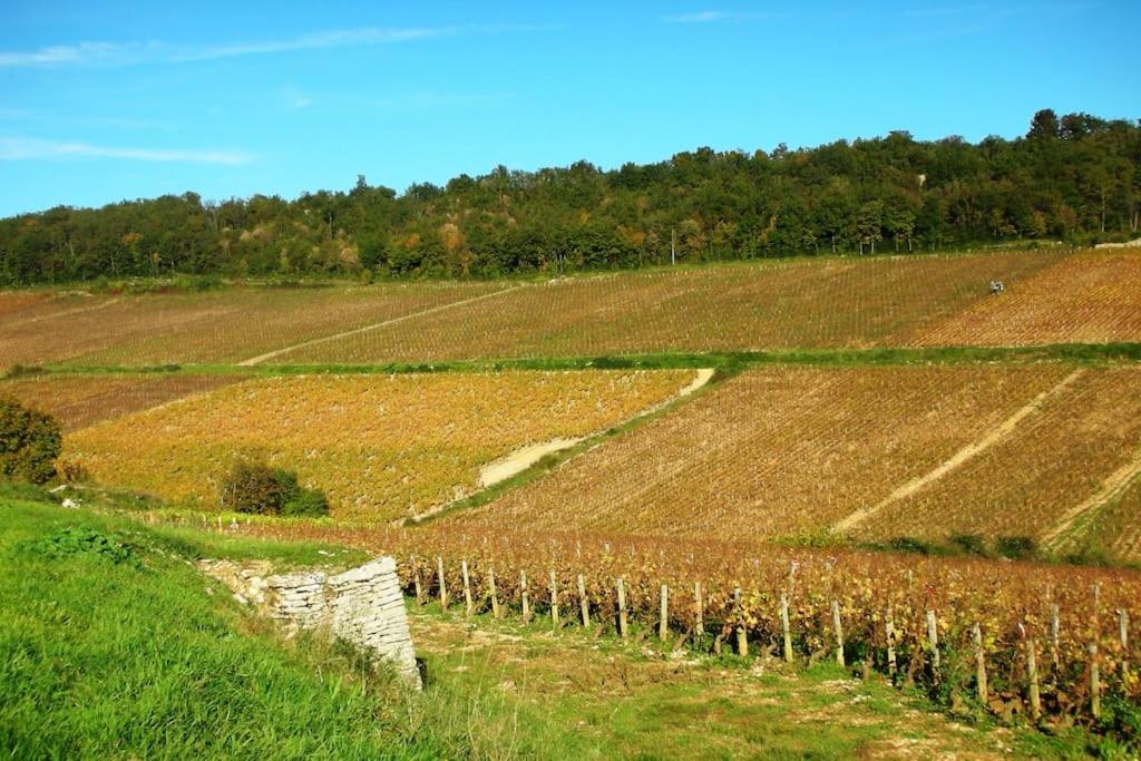 a field with rows of crops on a hill at Gîte de la corgette in Saint-Romain