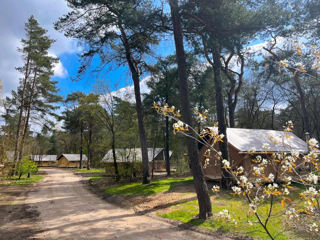 a road leading to a yurt in a forest at Huttopia De Veluwe in Kootwijk