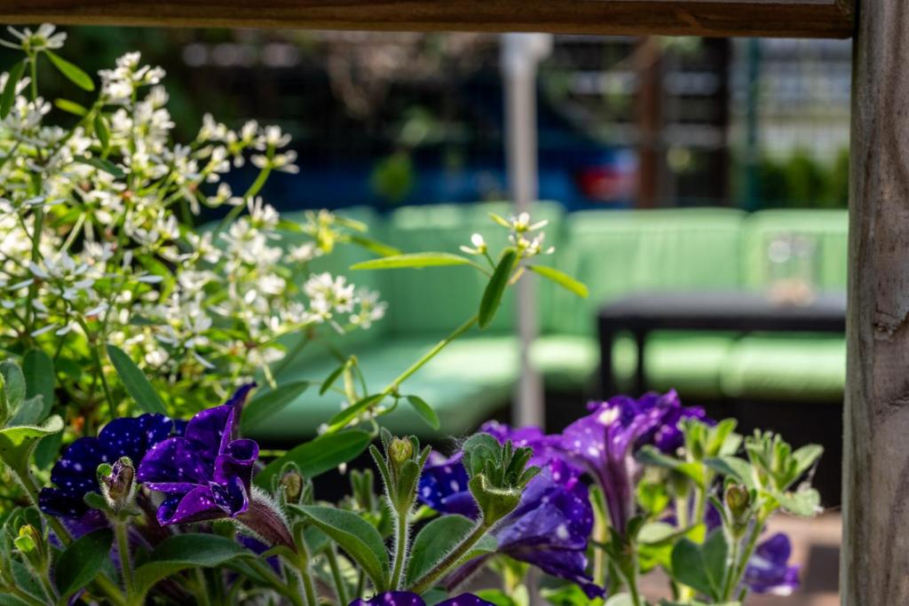 a group of purple flowers in front of a bench at FeWo 1 ''Am Rodelberg'' in Priborn