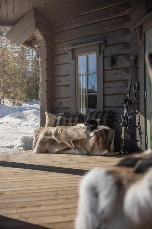 Domácí mazlíčci ubytovaní s hosty v ubytování Fjällparadiset Lindvallen
