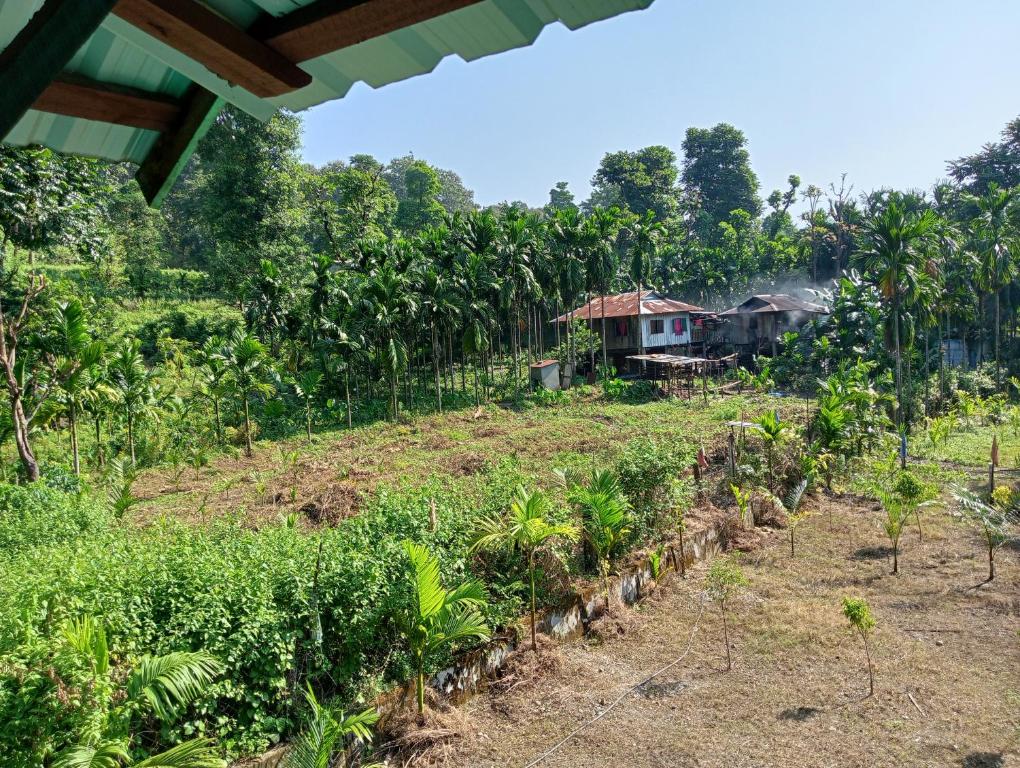 Zahrada ubytování DOOARS VELLEY HOME STAY