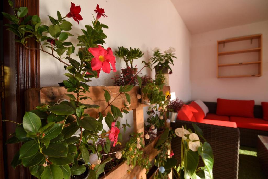 Fotografie z fotogalerie ubytování La Casa de Las Flores v destinaci Tacoronte