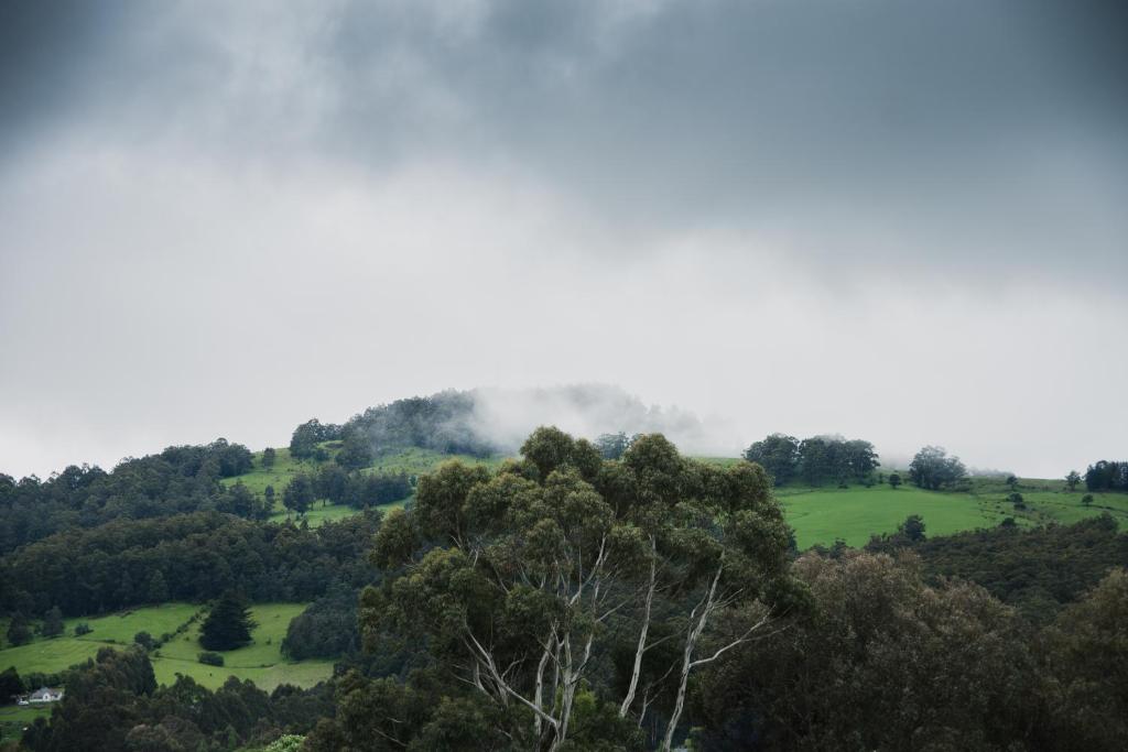 a misty hillside with trees in the foreground at Cambridge House Breakfast & Bed in Geeveston