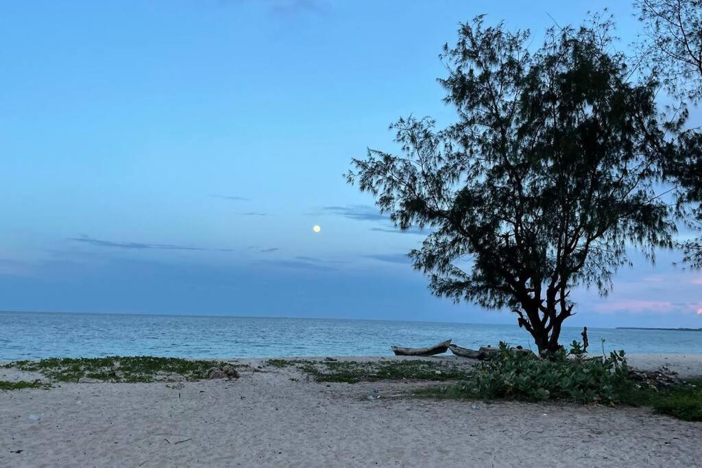 a tree sitting on the beach next to the ocean at Romantic Mediterranean beach house in Dar es Salaam
