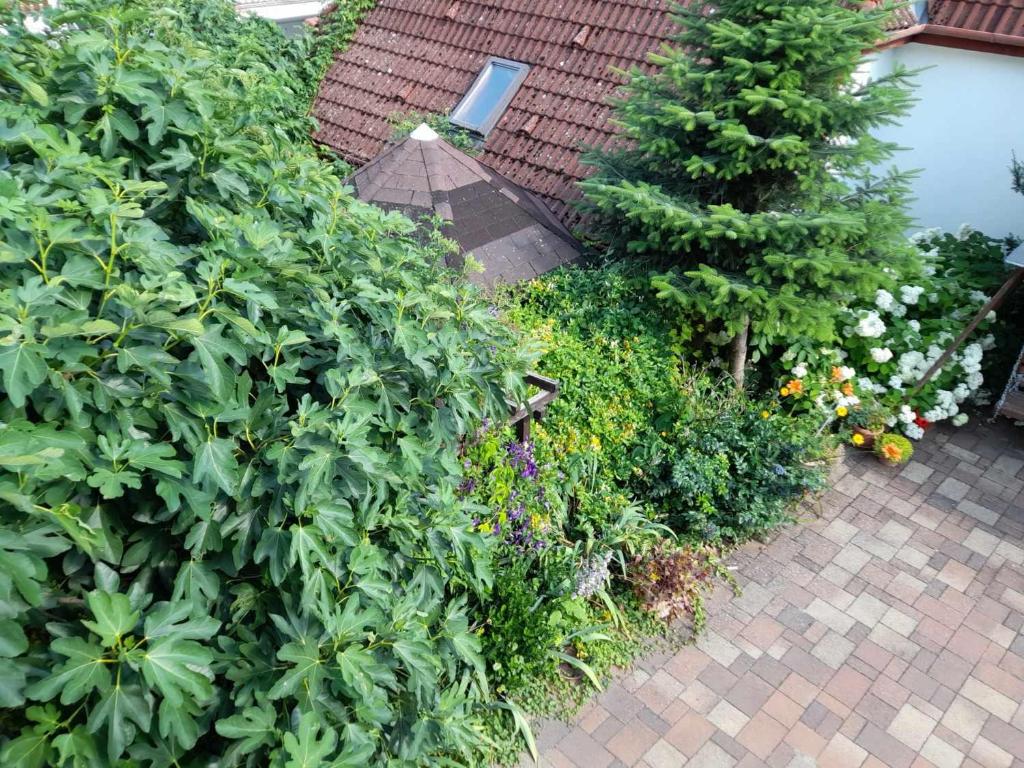 Zahrada ubytování Harmónia Vendégház 100 méterre az Igali gyógyfürdőtől