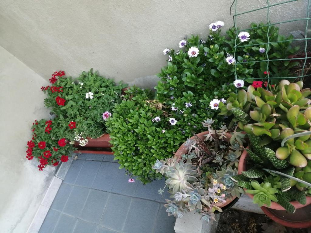 Ogród w obiekcie L Agrifoglio di Rita Loddo
