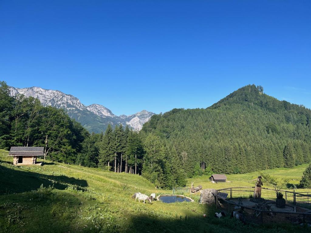 a group of animals grazing in a field with mountains at Apartment Hochsteinalm in Traunkirchen