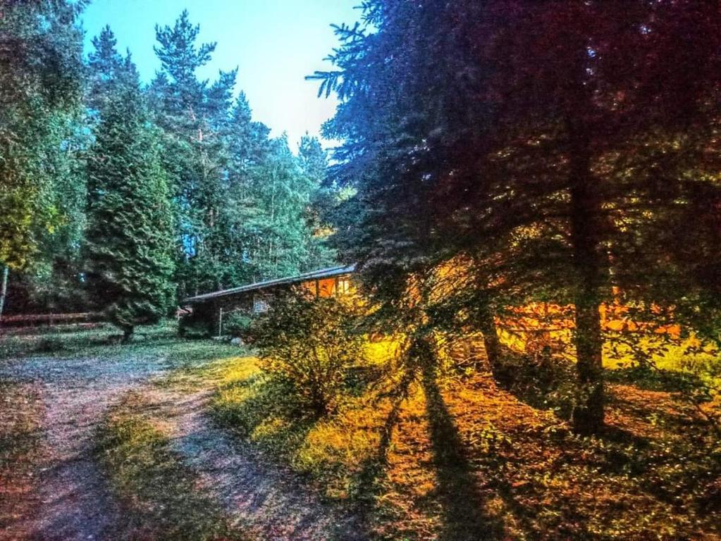 obraz domu w środku lasu w obiekcie Domek "U Pszczelarza" w Golubiu-Dobrzyniu