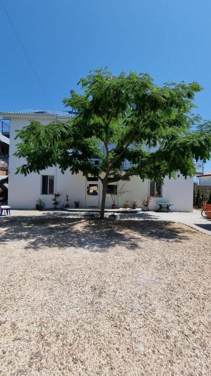 a tree in front of a white building at Harmony Villa in Costinesti