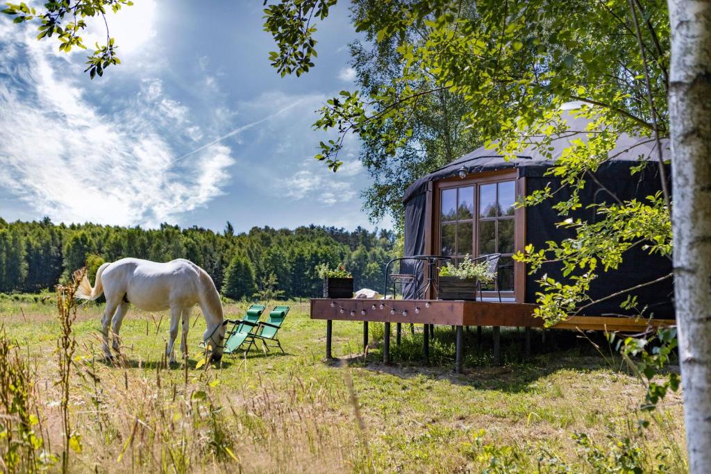 Zvířata v luxury tent nebo okolí