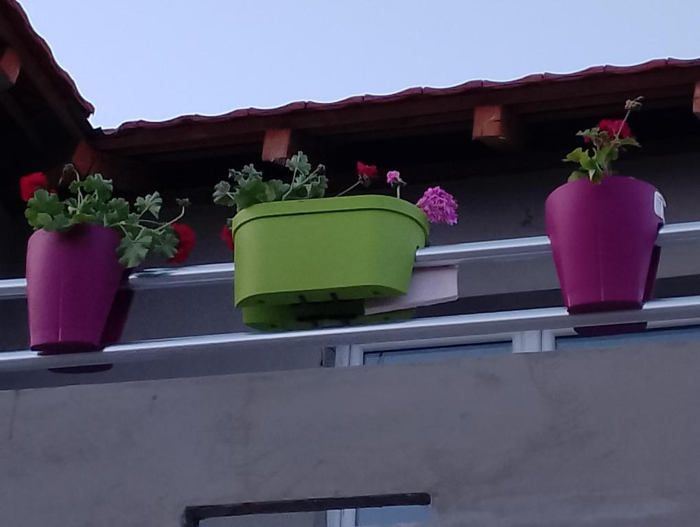 three potted plants sitting on top of a roof at Vila Milica in Kladovo