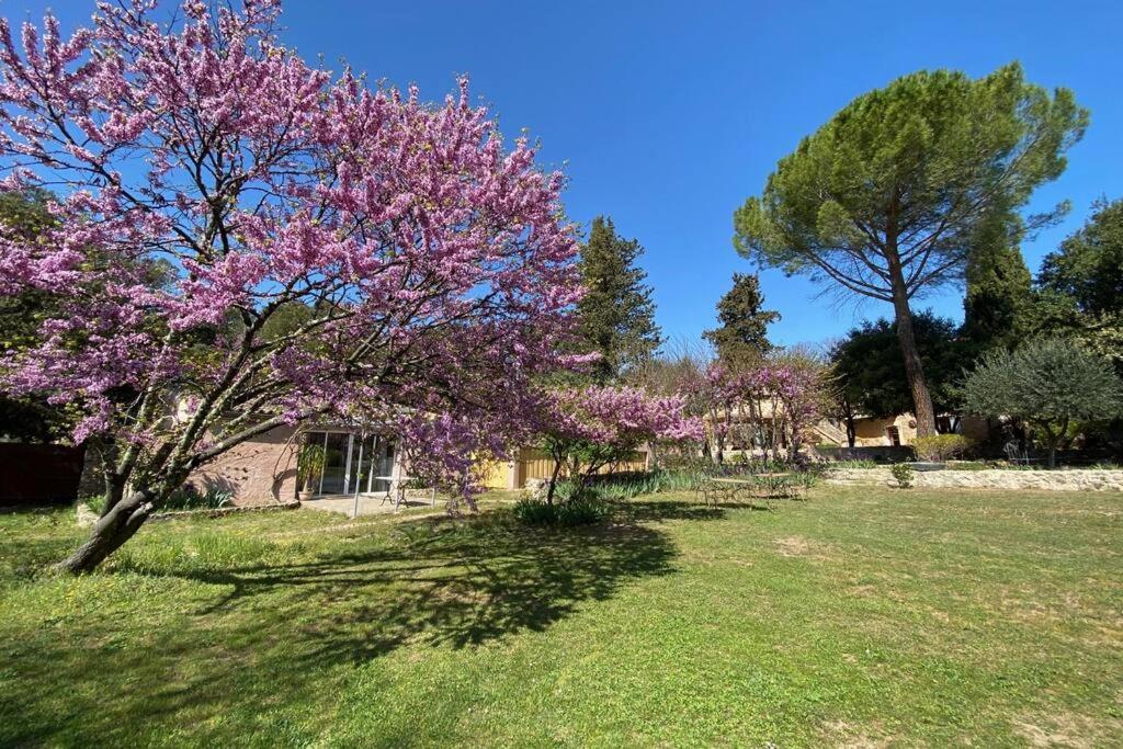 Ein Baum mit lila Blumen auf einem Feld in der Unterkunft Authentic Luxury Suite with collective Pool and Jacuzzi in Lorgues