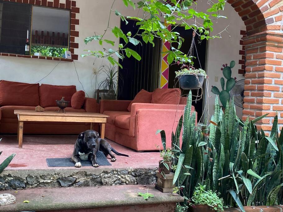 um cão deitado num tapete numa sala de estar em Calli Tonanzin em Tepoztlán