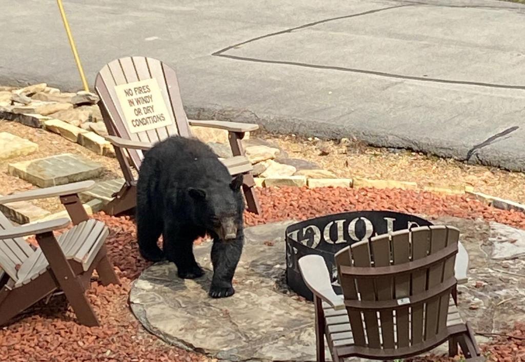 a black bear statue standing next to two chairs at Shady Maples Lodge in Townsend