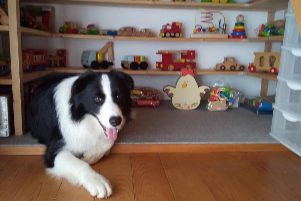 a black and white dog laying on the floor in a shelf at ちびっこ・わんこ・リゾート　Ｓａｒａｒｉ　（里楽里） in Tabuchi