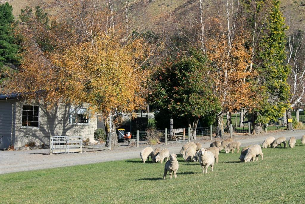 a herd of sheep grazing in the grass near a road at Bauchops Hill Station Farmstay in Burkes Pass