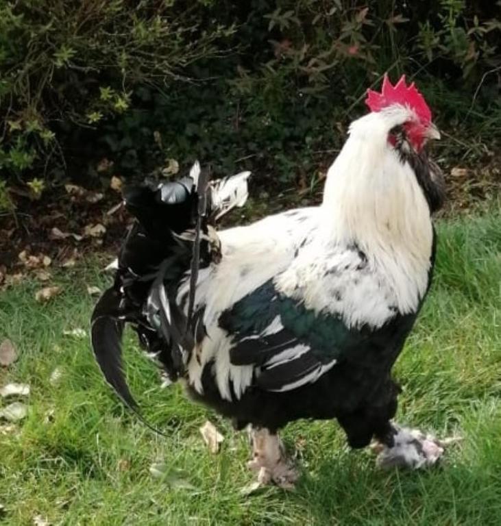 a white and black chicken standing in the grass at Gite Bin Benaise sans linge in Pamproux