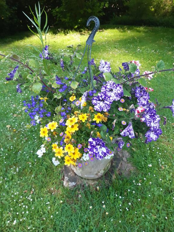 a pot of flowers sitting in the grass at les orchidees sauvages in Touffreville-la-Corbeline