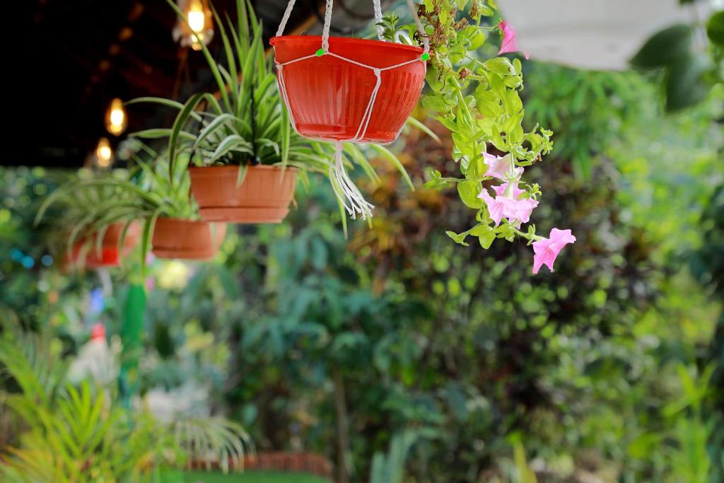 Zahrada ubytování CELESTIAL HOMESTAY
