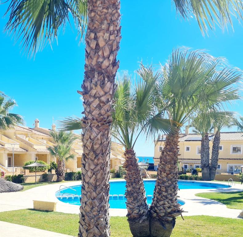 eine Gruppe von Palmen neben einem Pool in der Unterkunft Casa en Punta Prima in Alicante