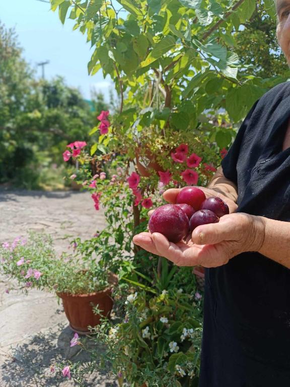 a man holding a handful of fruits in his hands at Irene's home in Igoumenitsa