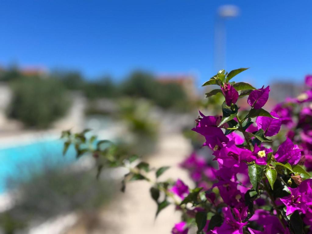 Apartments and Rooms Mateša - 16