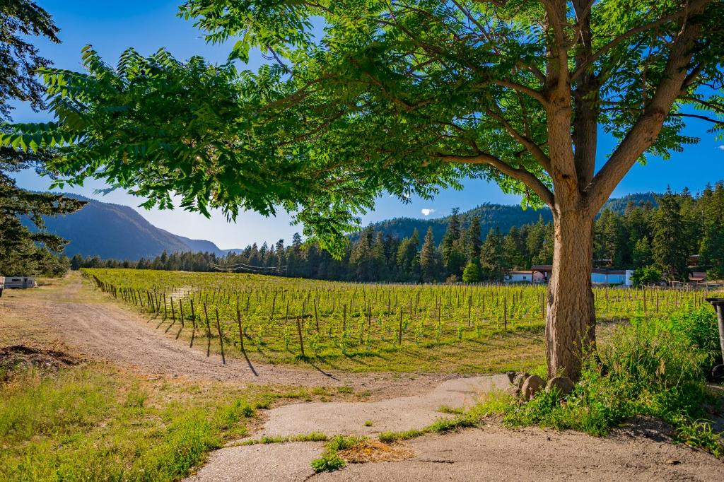 a tree on a dirt road next to a vineyard at First Estate Winery in Peachland