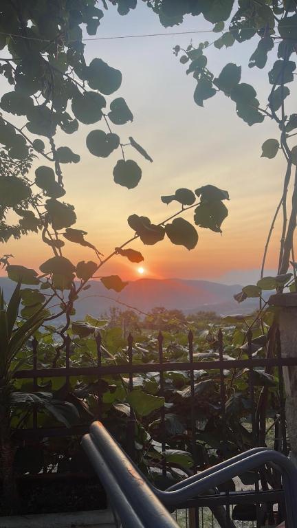 a sunset seen through the leaves of a tree at Apartmani Gazivode in Budva