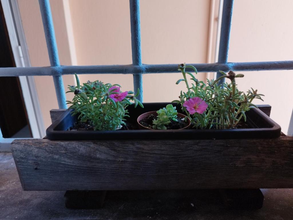 drei Pflanzen in einem Holzpflanzer in einem Fenster in der Unterkunft Da Silvana 