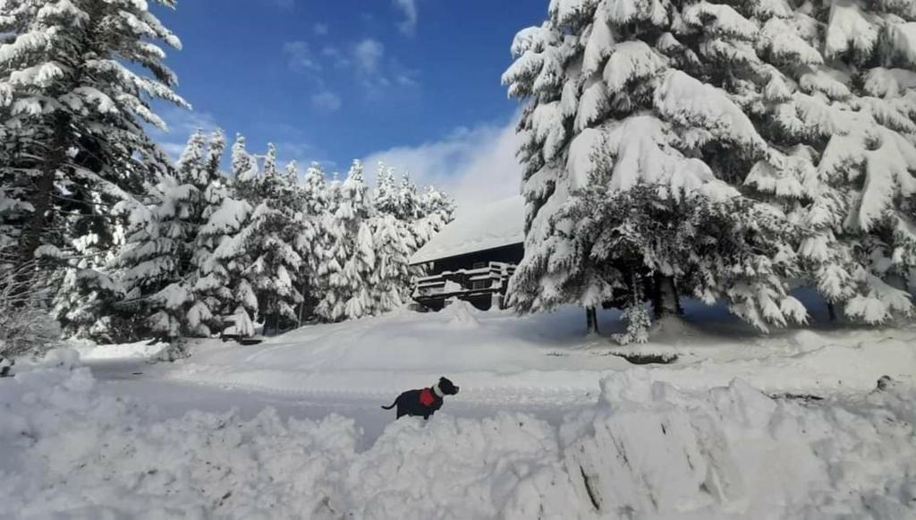 a dog standing in the snow in front of a cabin at Rogla - Chalet Mojca Pokrajculja in Zreče