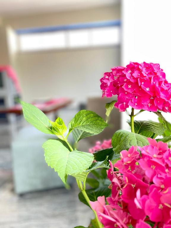 a bunch of pink flowers in a vase at Marku Palace in Ksamil