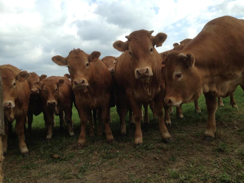 a herd of brown cows standing in a field at Le Buisson B&amp;B in Gouvy