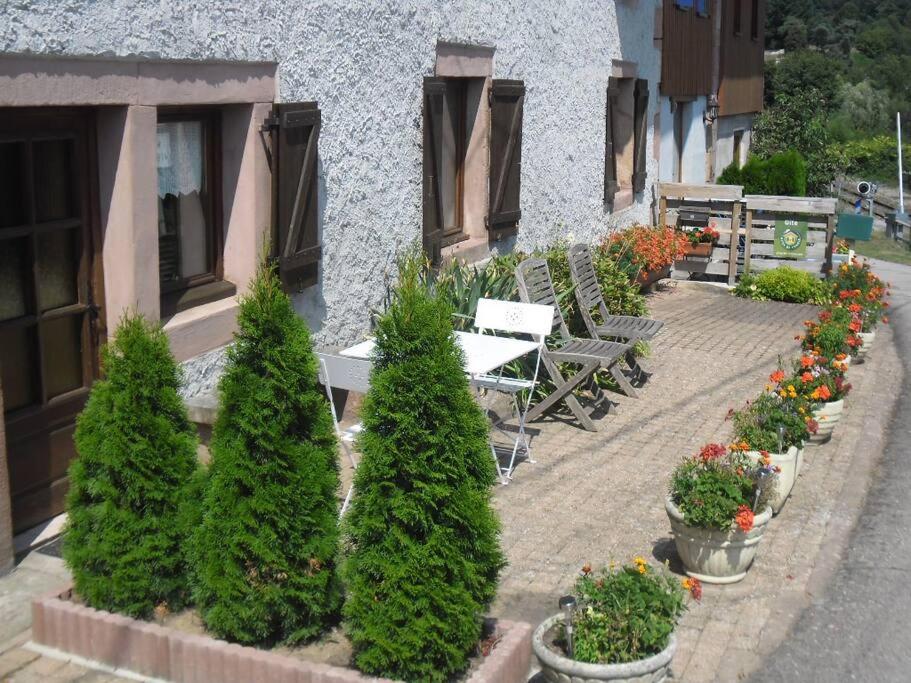 a patio with a bunch of plants and trees at GITE LA FERMETTE A DOCELLES in Docelles
