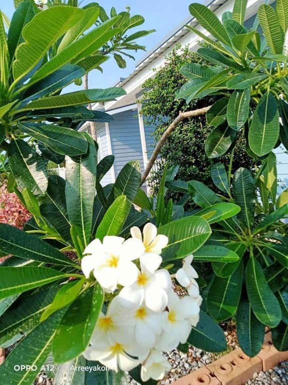 Zahrada ubytování บ้านสวนปลายนา Ban suan pailna