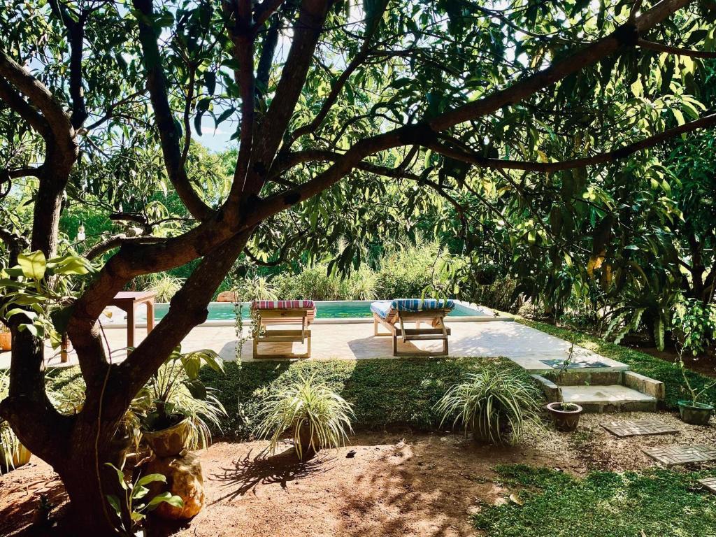 シギリヤにあるShan Mango Homestayの庭の木の下に座る二つのベンチ