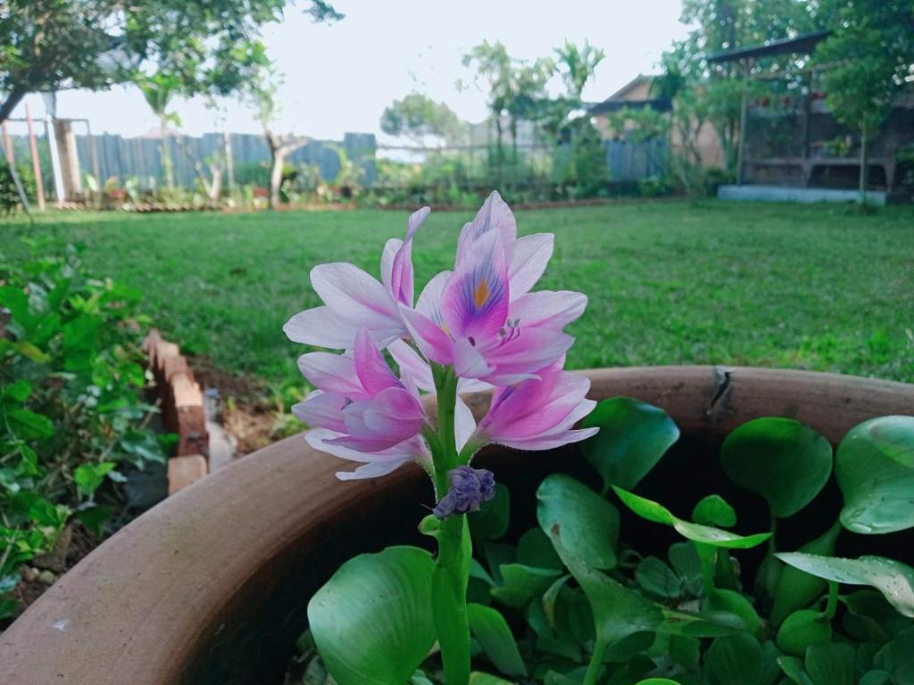 a pink and white flower in a pot at Bua Guest House in Medan