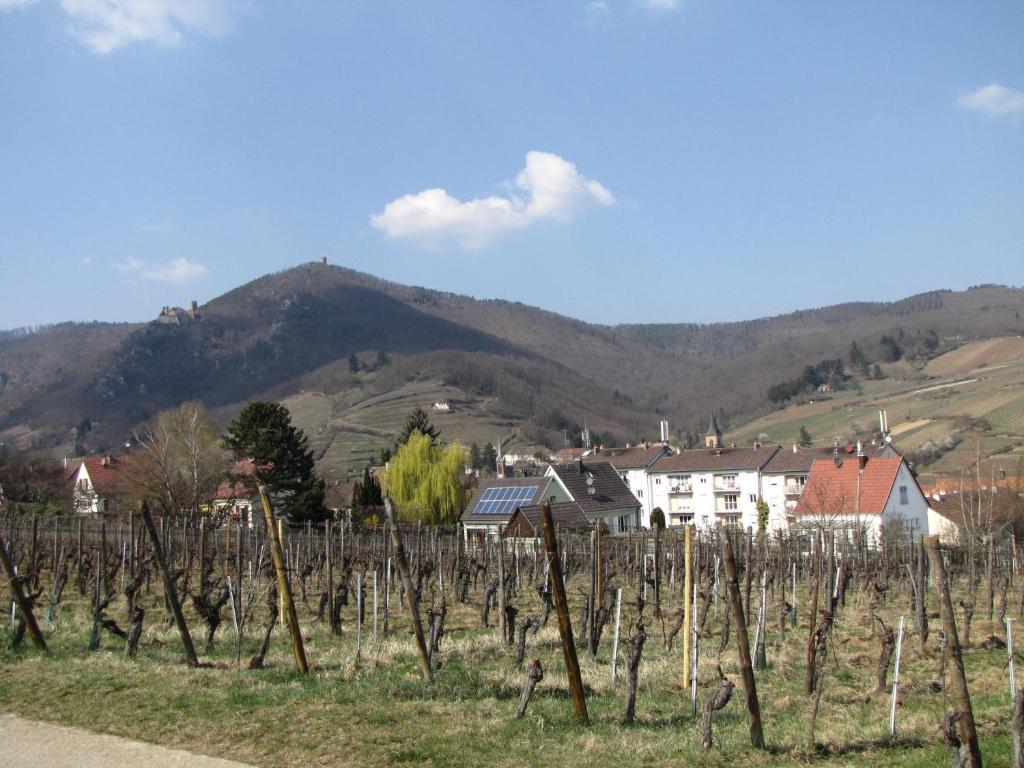 Le Tokay – photo 18
