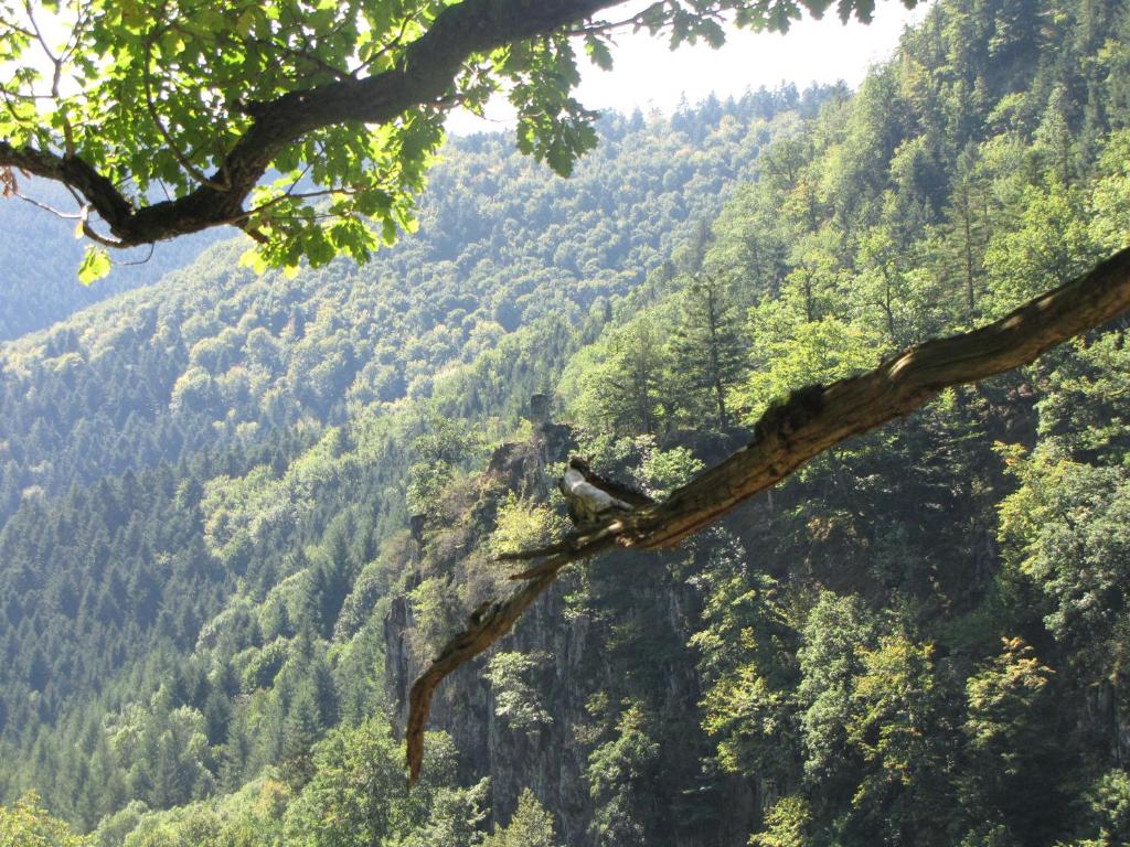 Le Tokay – photo 22