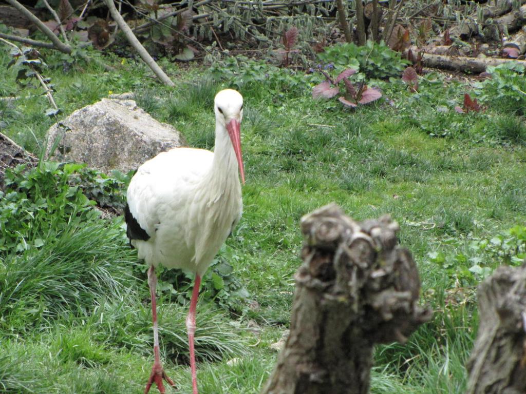 Le Tokay – photo 23