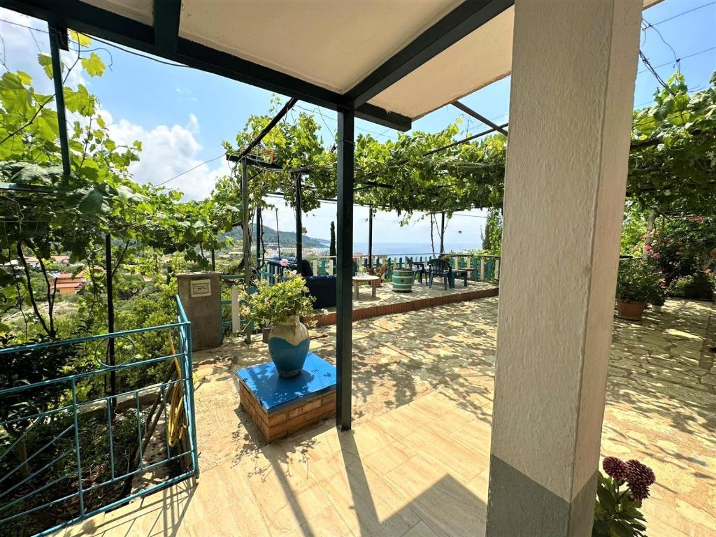 Boungainvillea - Image 12