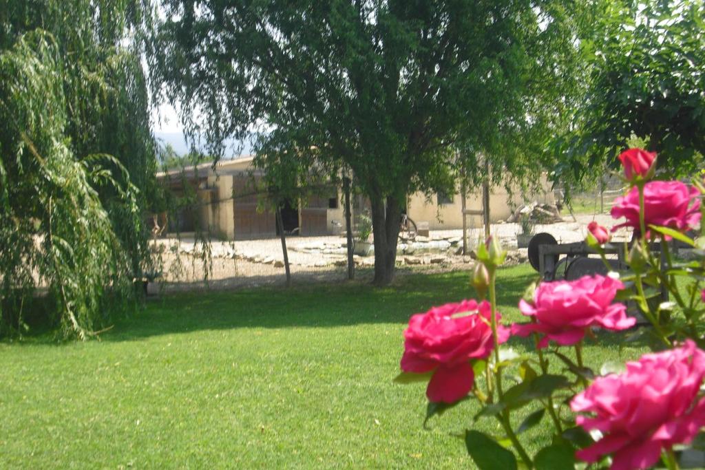 un groupe de roses roses dans une cour dans l'établissement Le Rosier, à Gordes