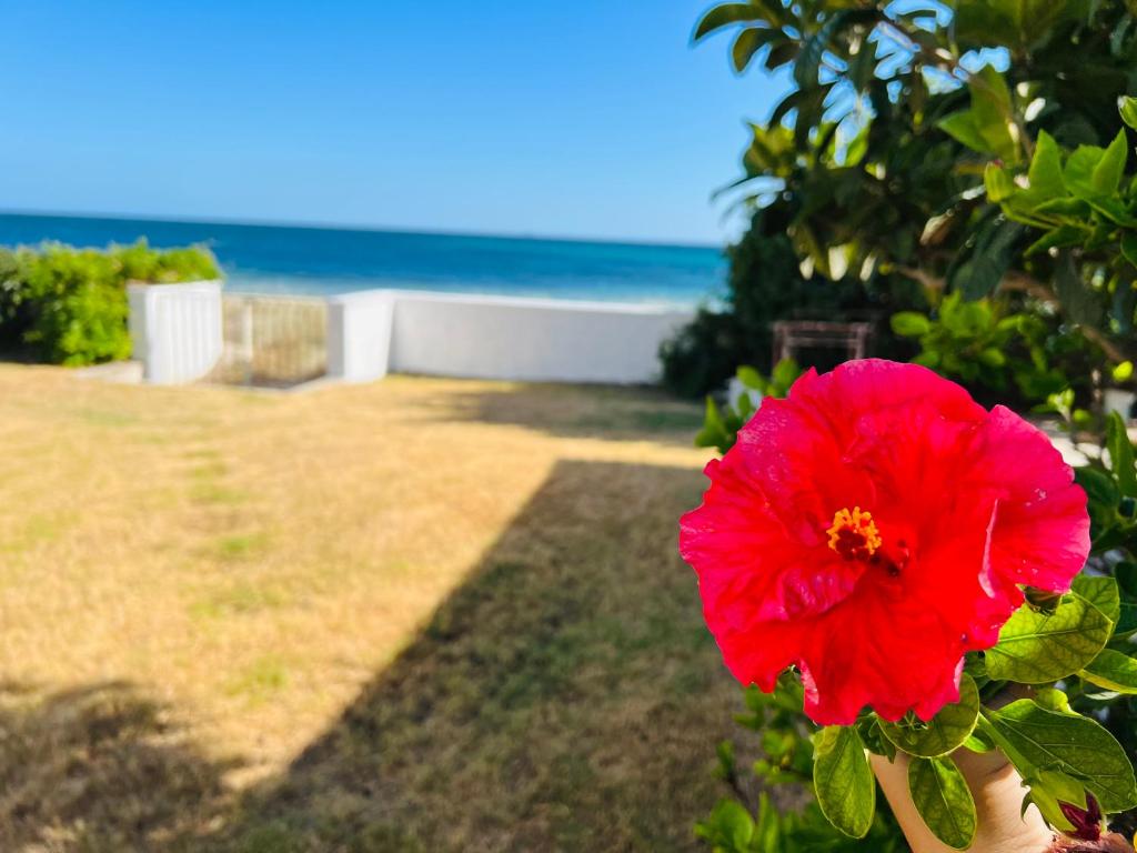 una flor roja frente a la playa en Beach Loft Poetto, en Quartu SantʼElena