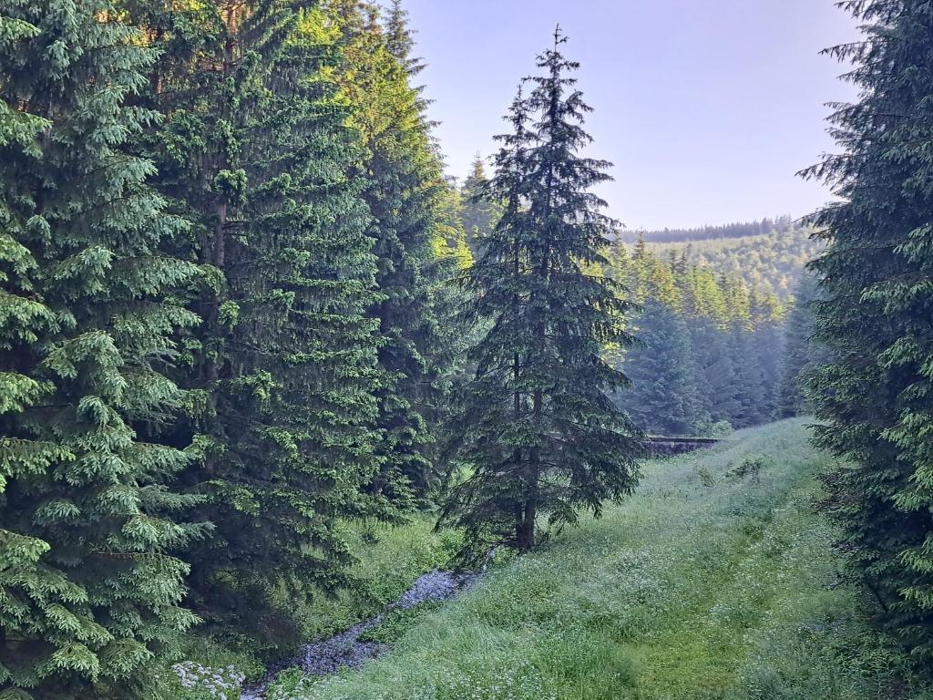 Příroda nedaleko penzionu